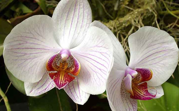 Орхидея фаленопсис фото