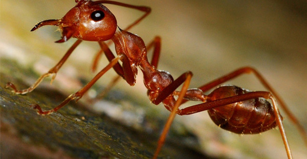 как избавиться от рыжих муравьев